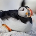 puffin_atlantic_msi_h_0591_can1619.jpg
